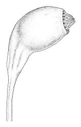 Meesia uliginosa, capsule. Drawn from B.H. Macmillan 73/235, CHR 164922.
 Image: R.C. Wagstaff © Landcare Research 2014 